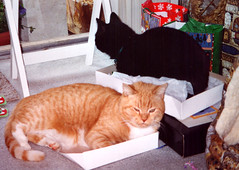 Amon and Noah, enjoying the empty boxes more than their new kitty beds, Christmas 2000