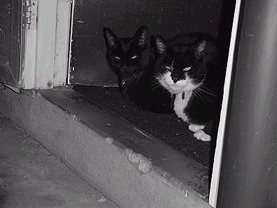 kitties-and-door