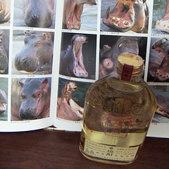 hippo and spirits