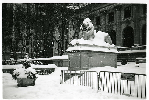Lions In Winter 001.jpg