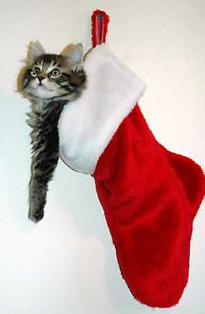 kitty in xmas stocking