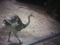 [Moblog] Ostrich at Singapore Bird Park