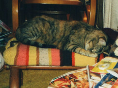 Whitty sleeping on a footstool with her tail warapped around her