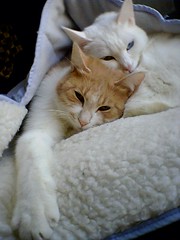My cats 三筒 &  阿華田 sleeping together in one freezing afternoon.