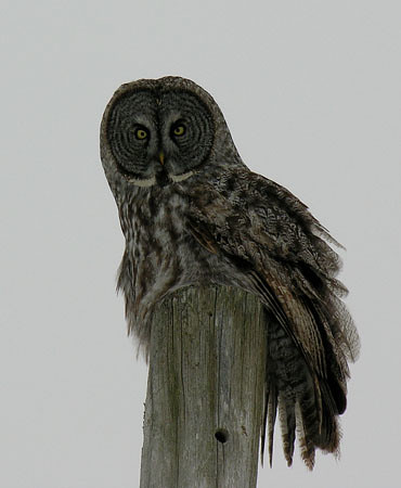 We had a visit this afternoon from a Great Grey Owl