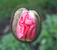 A poppy about to happen
