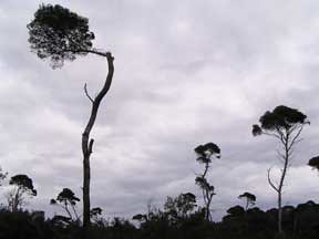 savanna on St.Margueritte Island