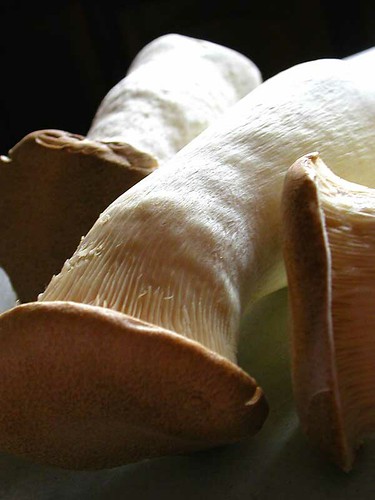 eryngii mushrooms