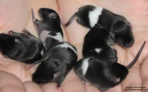 Baby Mice Pics